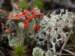 british soldier cladina lichen