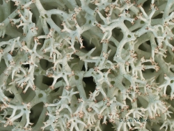 close up of caribou lichen