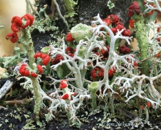 lichens base of small tree