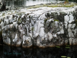 lichens quartz outcrop