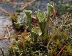 tiny landscape lichen moss