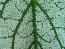 close-up Brunnera leaf