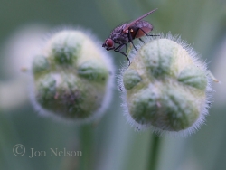 fly on seed pod