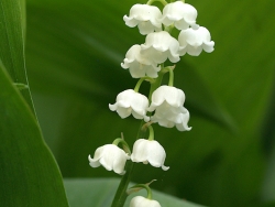 lily-of-the-valley-garden