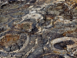 stromatolite_rings