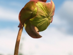 pitcher_plant_flower