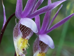 two_calypso_orchids