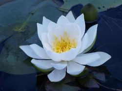 white_water_lilly
