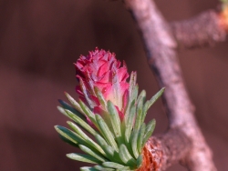 tamarack-female-cone