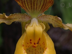 yellow-orchid-linear-closeup