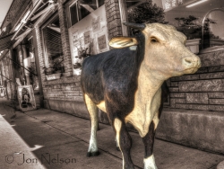 cow-on-bay-street-brightens-things