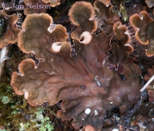 brown lichen with hairs