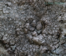 crustose_lichen_close_up