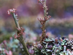 lean lanky lichens