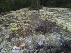 lichens bedrock nydia lake