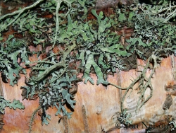 lichens on birchbark