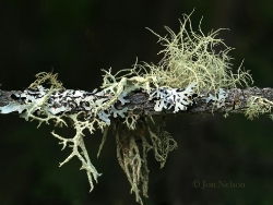 lichens on branch