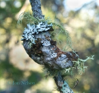 lichens on jack pine cone