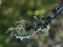 lichens on spruce branch