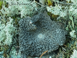 toad skin lichen