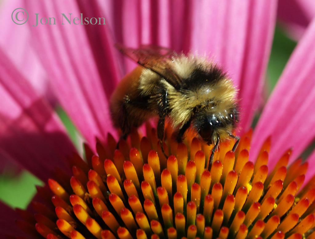 honeybee echinacea flower