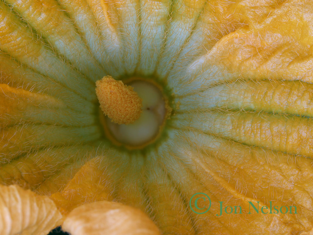 inside squash flower