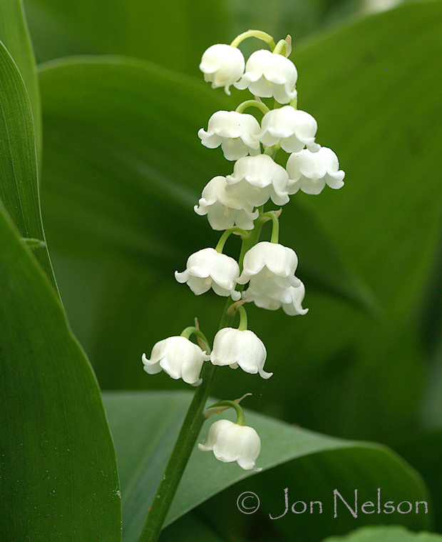 lily-of-the-valley-garden