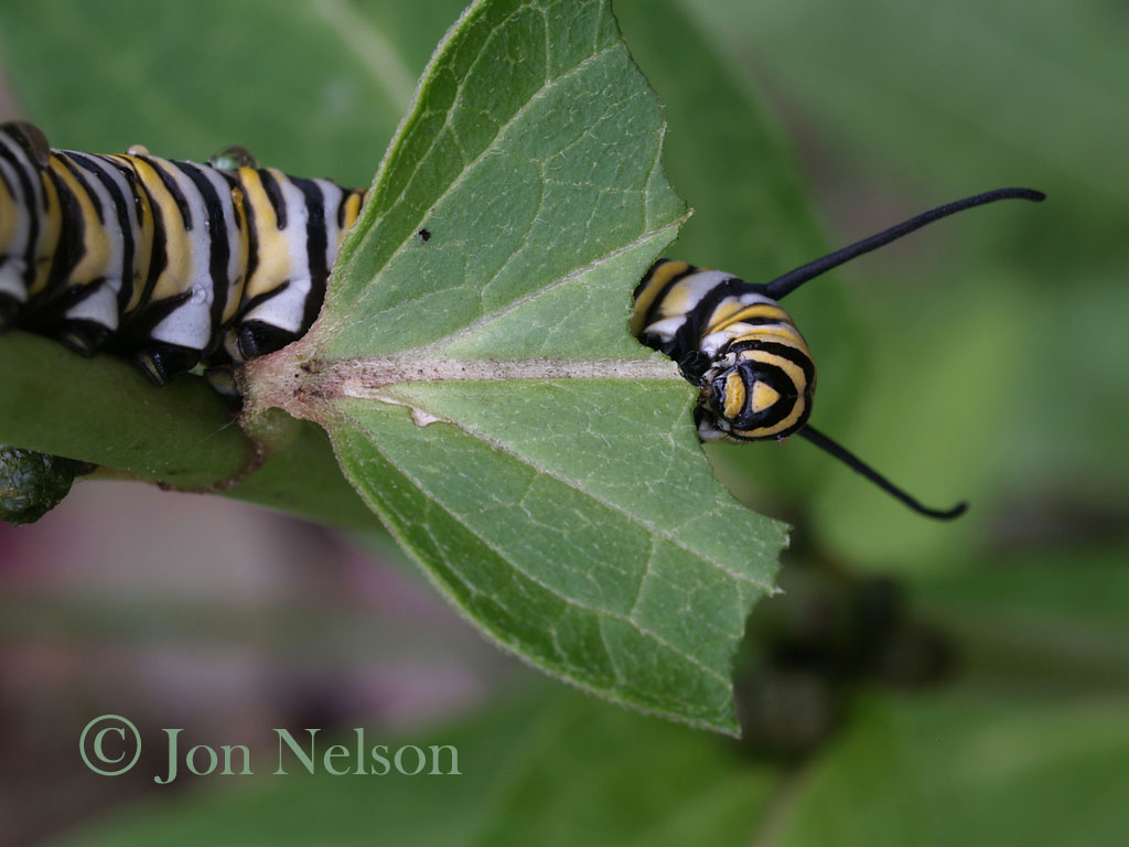 monarch caterpillar chewing leaf