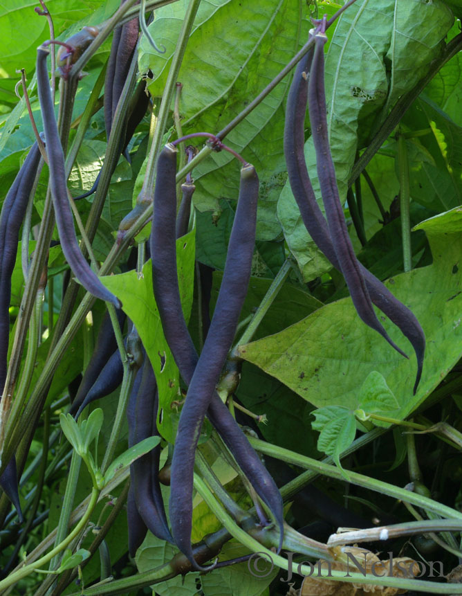 purple green beans