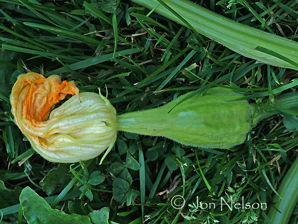 squash flower giving birth