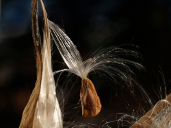 milkweed-seed-in-december