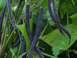 purple green beans