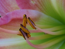 stamens daylily