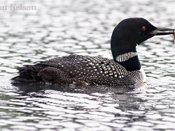 loon_with_minnow