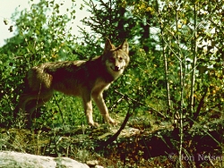 timber_wolf_0