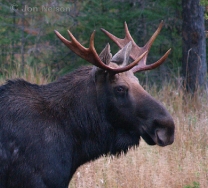young_bull_moose_0