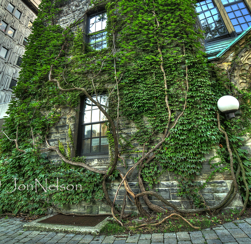 ivy-on-wall-of-university-of-toronto-building-copy-cropped