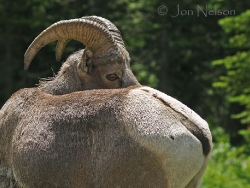 big_horn_sheep