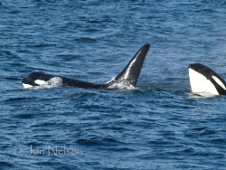 two_Orca_brothers