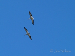white_pelicans