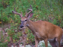 white-tailed_deer_Sleeping_Giant_Provincial_Park